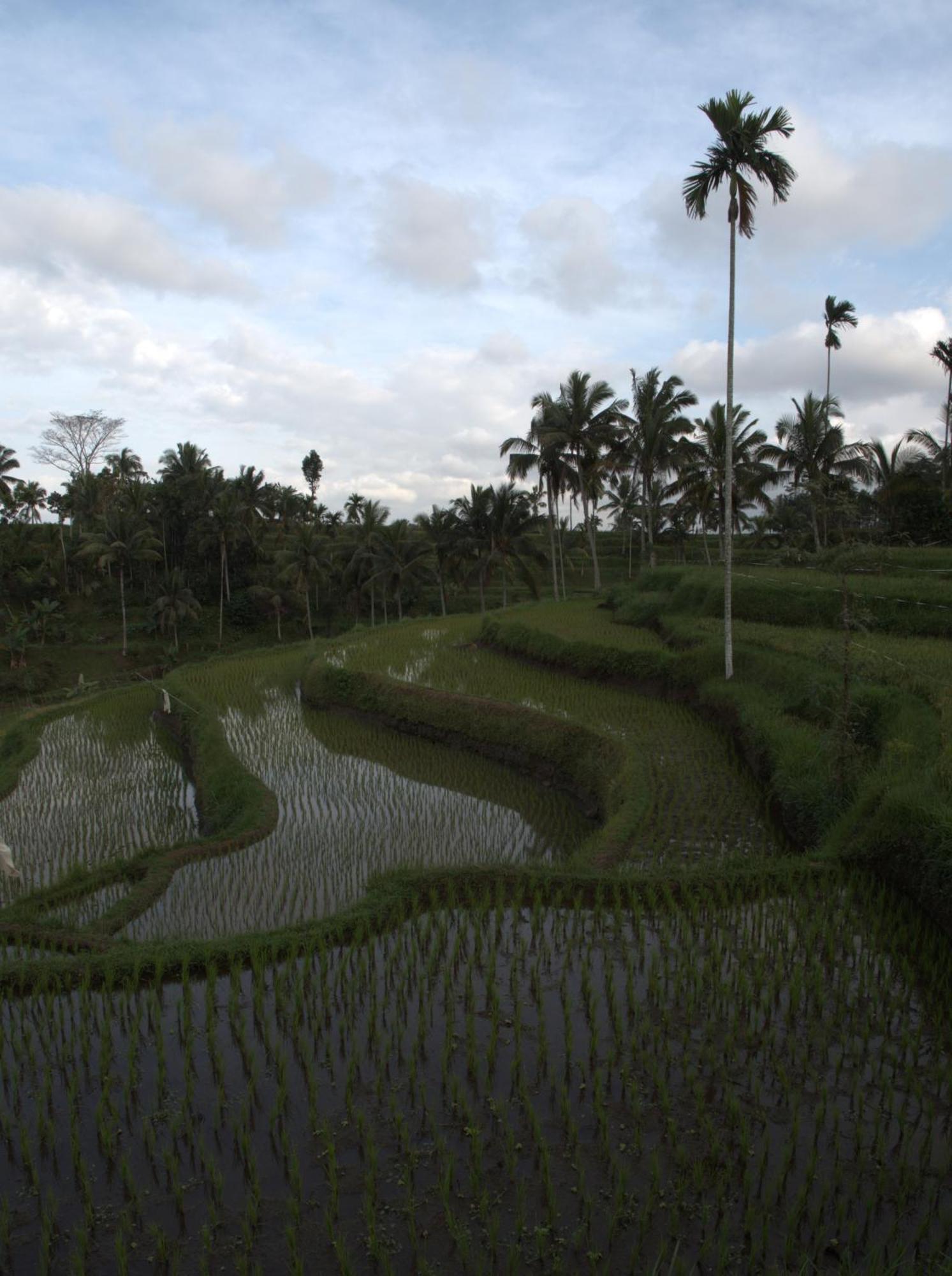 Tereng Wilis Jungle Inn Tetebatu Ngoại thất bức ảnh