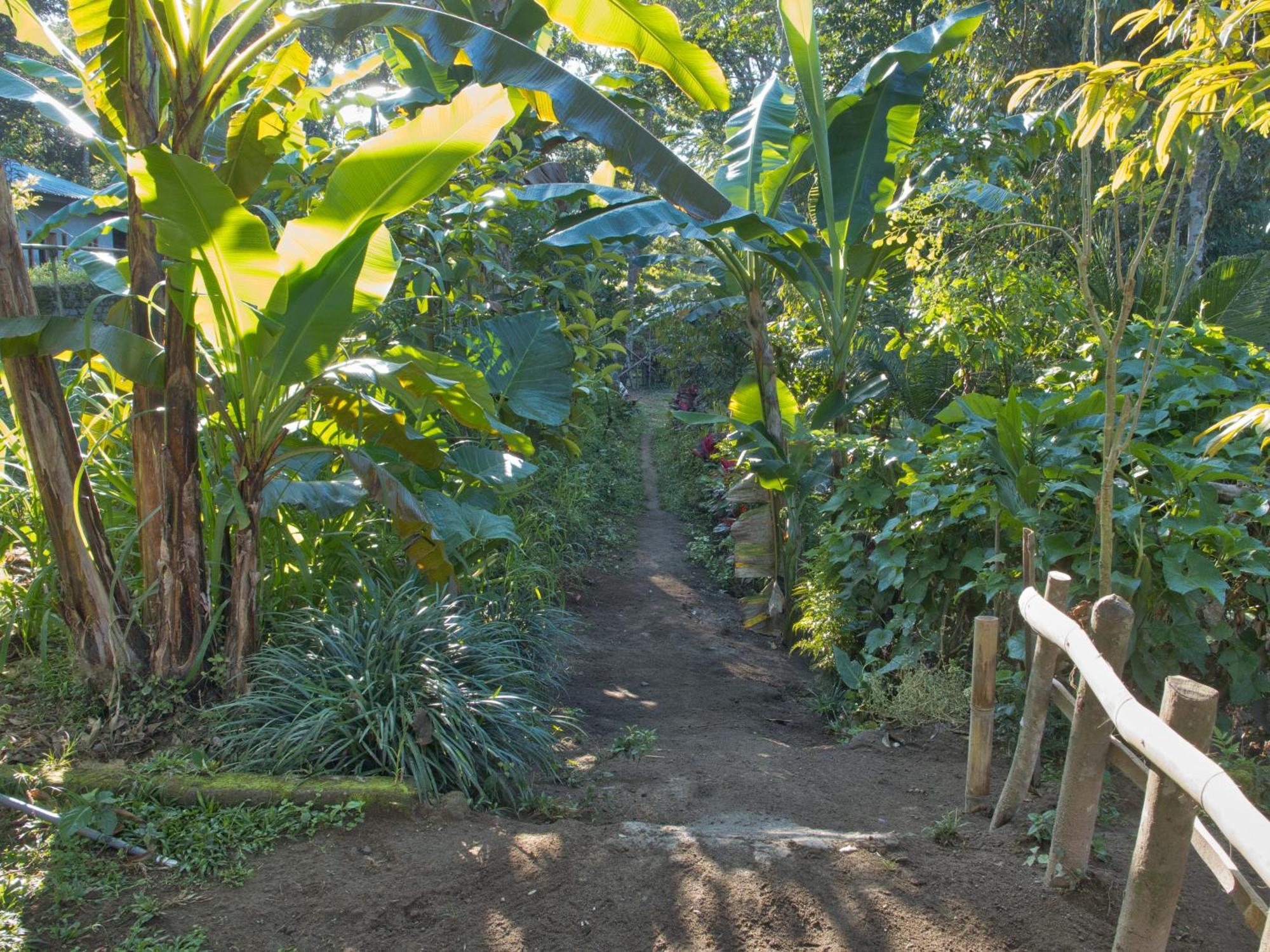 Tereng Wilis Jungle Inn Tetebatu Ngoại thất bức ảnh