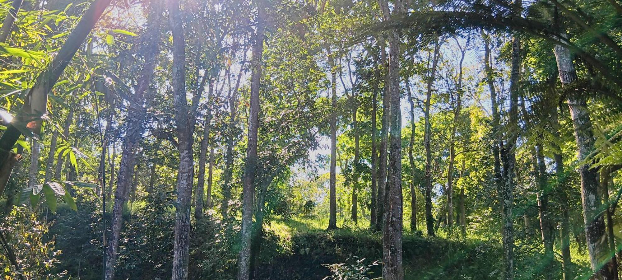 Tereng Wilis Jungle Inn Tetebatu Ngoại thất bức ảnh