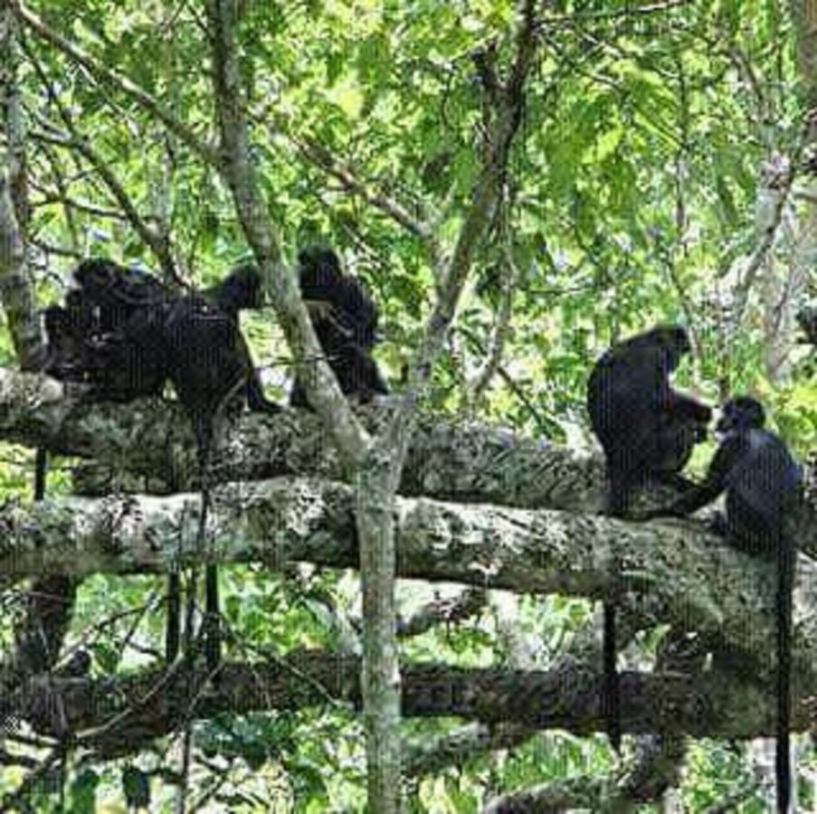 Tereng Wilis Jungle Inn Tetebatu Ngoại thất bức ảnh